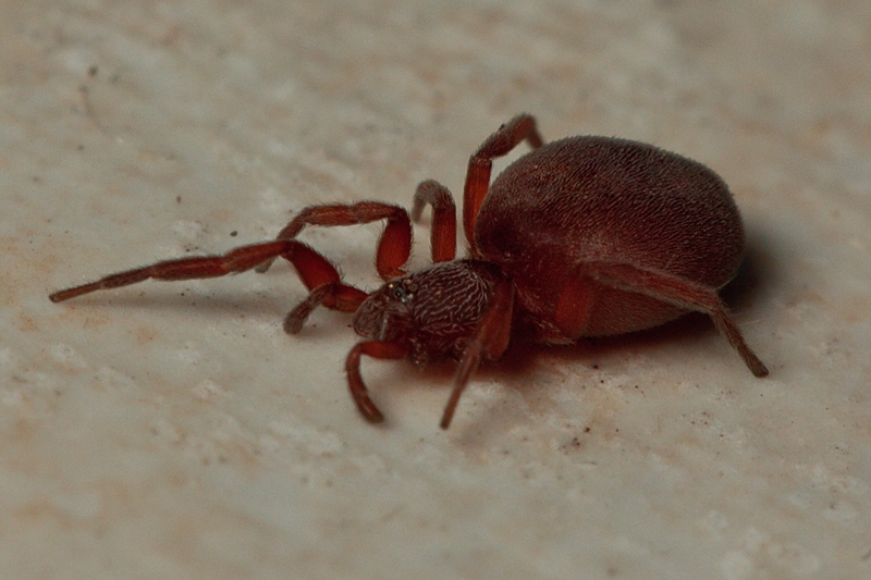 Prodidomus cfr. amaranthinus - Malta